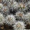 Copiapoa_rupestris_1